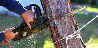 Best Root Management and Removal  in Normandy Park, WA