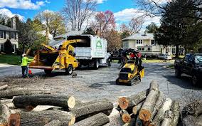 Best Fruit Tree Pruning  in Normandy Park, WA