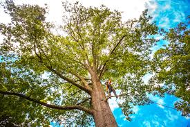 Best Emergency Tree Removal  in Normandy Park, WA