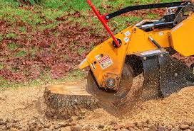 Best Tree Risk Assessment  in Normandy Park, WA