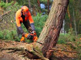 Best Hazardous Tree Removal  in Normandy Park, WA