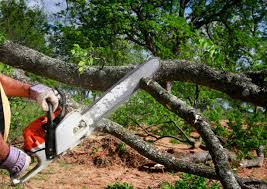 Best Arborist Consultation Services  in Normandy Park, WA
