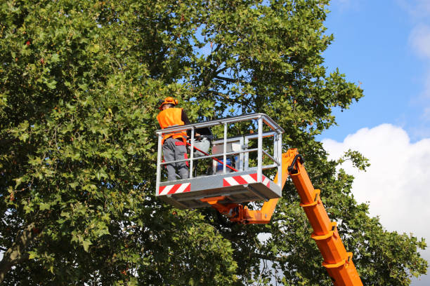 Reliable Normandy Park, WA Tree Services Solutions