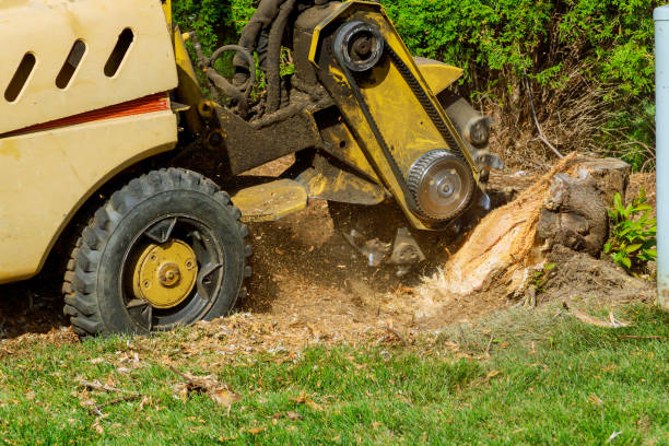 Leaf Removal in Normandy Park, WA