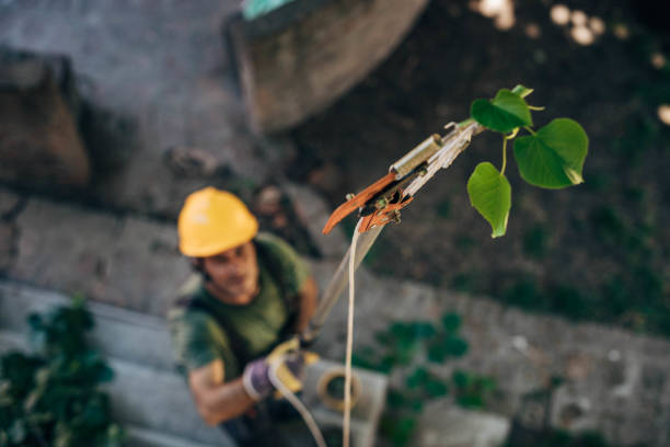 Best Storm Damage Tree Cleanup  in Normandy Park, WA