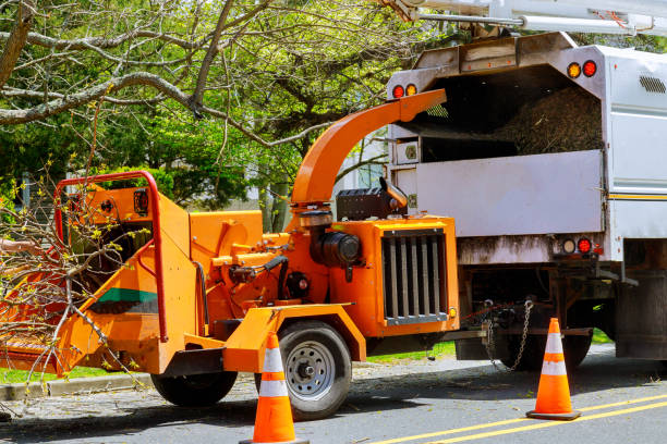How Our Tree Care Process Works  in  Normandy Park, WA