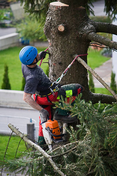 Best Tree Removal  in Normandy Park, WA