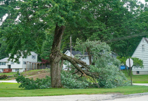 Best Leaf Removal  in Normandy Park, WA