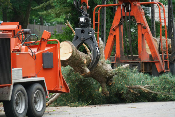 Best Weed Control  in Normandy Park, WA