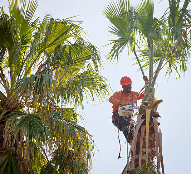 Best Tree Preservation Services  in Normandy Park, WA