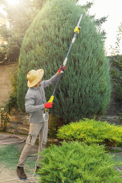 Best Palm Tree Trimming  in Normandy Park, WA