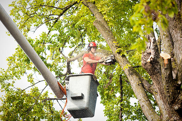 Best Tree Disease Treatment  in Normandy Park, WA