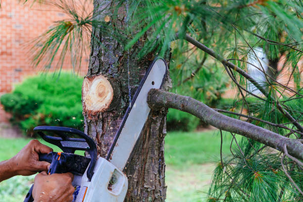 Best Tree Cabling and Bracing  in Normandy Park, WA