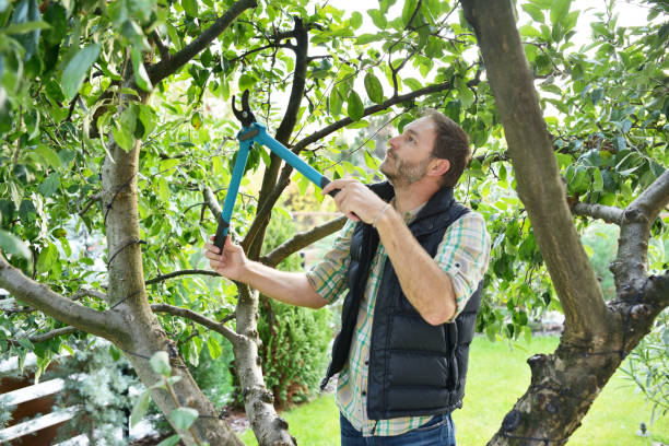 Best Tree Trimming and Pruning  in Normandy Park, WA